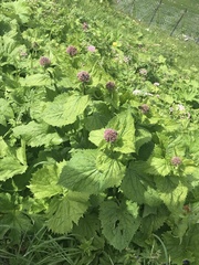 Valeriana pyrenaica