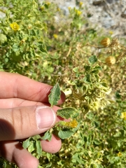 Physalis crassifolia infundibularis