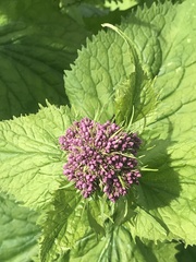 Valeriana pyrenaica