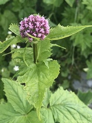 Valeriana pyrenaica