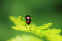 Physosmaragdina nigrifrons