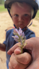 Bituminaria bituminosa