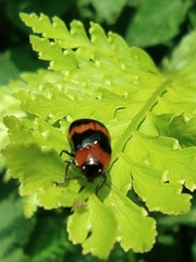 Physosmaragdina nigrifrons