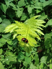 Physosmaragdina nigrifrons