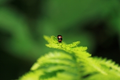 Physosmaragdina nigrifrons