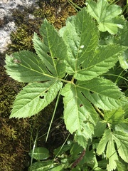 Peucedanum ostruthium