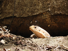 Broadleysaurus major