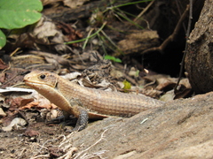 Broadleysaurus major