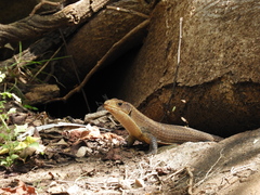 Broadleysaurus major