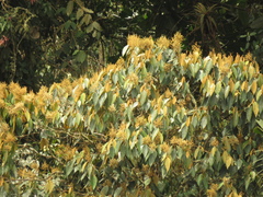 Miconia caudata