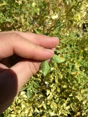 Physalis crassifolia infundibularis
