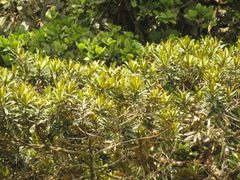 Ocotea sericea