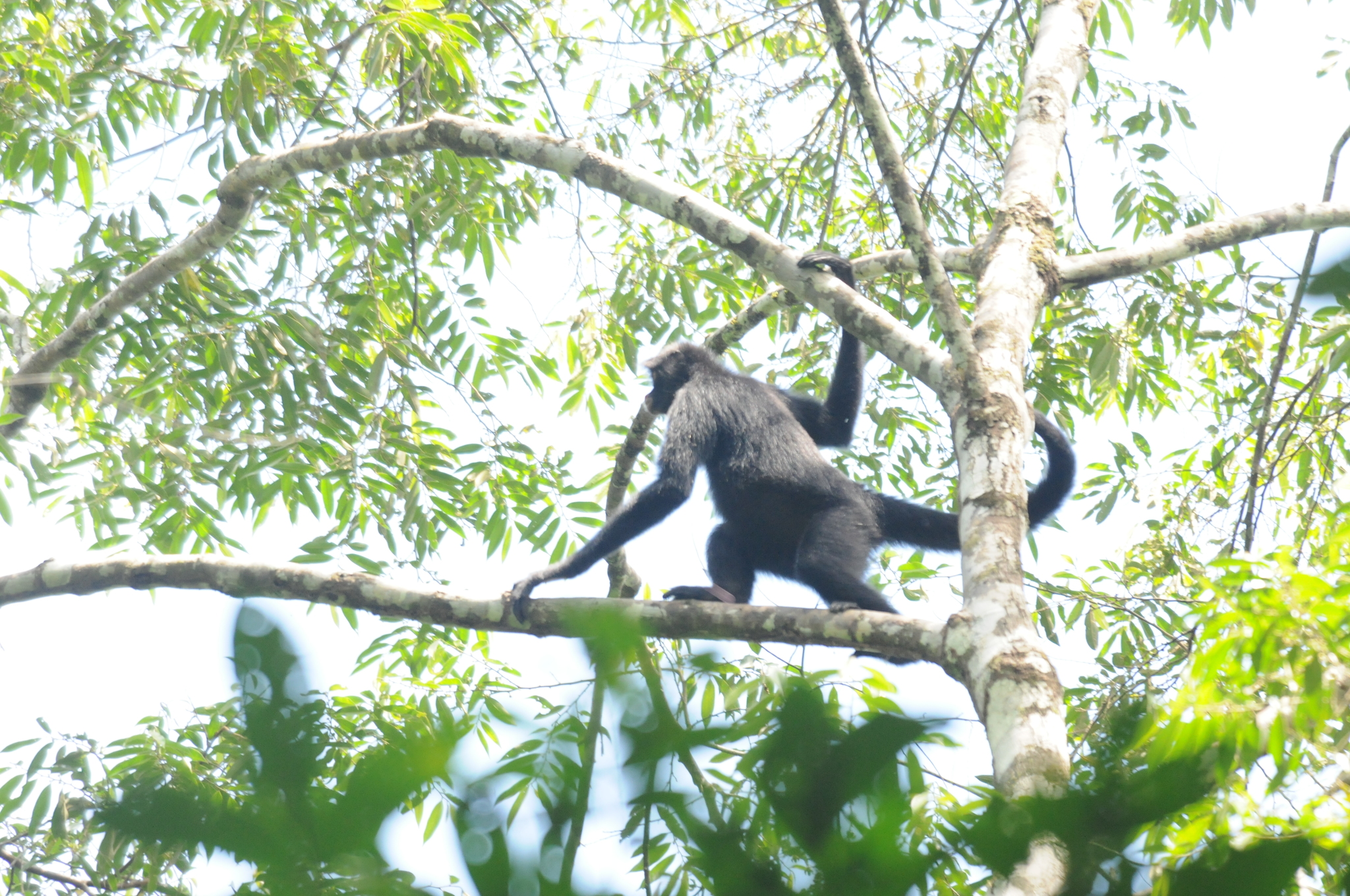 black spider monkey, chamek spider monkey, peruvian spider monkey