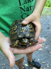 Terrapene carolina carolina