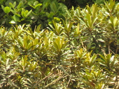 Ocotea sericea