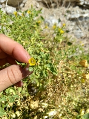 Physalis crassifolia infundibularis
