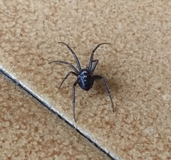 Steatoda grossa
