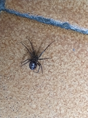 Steatoda grossa