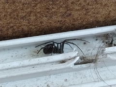 Steatoda grossa