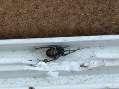 Steatoda grossa