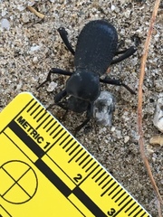 Cryptoglossa muricata