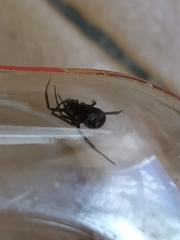 Steatoda grossa