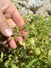 Physalis crassifolia infundibularis