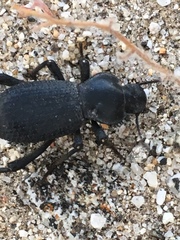 Cryptoglossa muricata