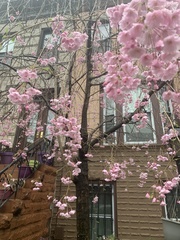 Prunus serrulata