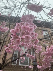Prunus serrulata