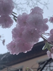 Prunus serrulata