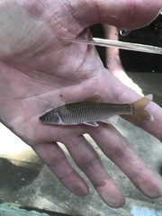 Cyprinella