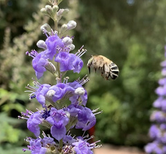 Anthophora californica