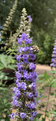 Anthophora californica
