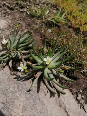Phemeranthus napiformis