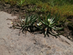 Phemeranthus napiformis