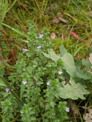 Euphrasia stricta