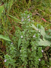 Euphrasia stricta