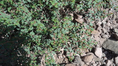 Euphorbia scopulorum