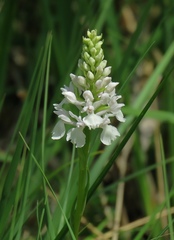 Dactylorhiza maculata transsilvanica