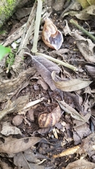 Chondrohierax uncinatus