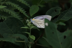 Pieris latouchei