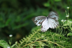 Pieris latouchei