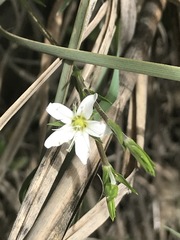 Arenaria lanuginosa