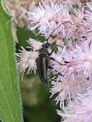 Strangalepta abbreviata