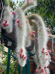 Cleistocactus colademononis