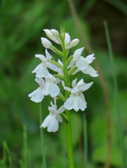 Dactylorhiza maculata transsilvanica