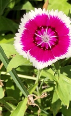 Dianthus chinensis × barbatus