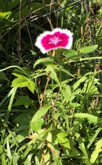 Dianthus chinensis × barbatus
