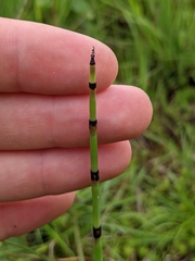 Equisetum